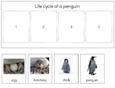 Z021 (PDF) : PENGUIN (life cycle) strip, book making & worksheets