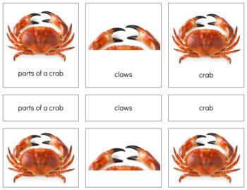Preview of Z038: CRAB (parts of) 3 part cards (3pgs)