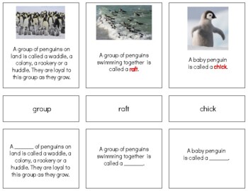 Preview of Z046 (PDF): PENGUIN (facts about) 3 part cards (comprehension) (6pgs)