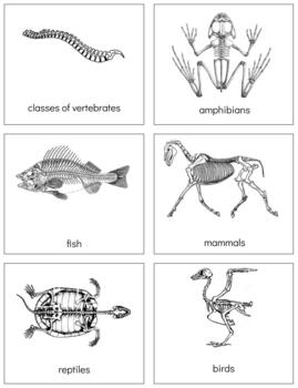 Preview of Z061: Classes of vertebrate (sorting cards) (4pgs)