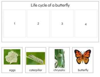Preview of Z090: BUTTERFLY (sequencing - life cycle) strip & cards (2pgs) 