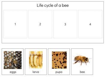 Preview of Z091: BEE (life cycle) strip & cards (sequencing) (2pgs)