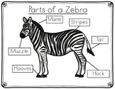 Zebra Anatomy Labeling- Parts of a Zebra