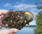 Zebra Mussels: A Threat to the Great Lakes Ecosystem