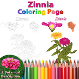 Zinnia: Coloring Page and Botanical Description Card