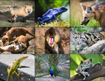 Preview of Zoo Animal Pictures/Photos - Clip Art Pack for Commercial Use
