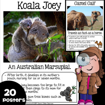 Preview of Zoo Animals Posters, Pictures, Facts for Bulletin Board Display {Focus Wall}