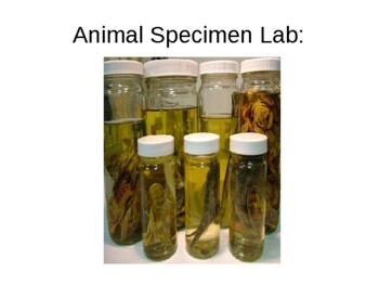 Preview of Zoology Animal Specimen lab powerpoint (see bundle)