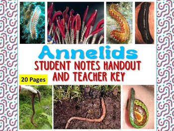 Preview of Zoology – Annelid Student Notes Handout and Teacher Key