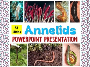 Preview of Zoology - Annelids Powerpoint Presentation