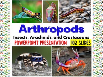 Preview of Zoology – Arthropod PowerPoint Presentation (insects, spiders, crustaceans)
