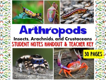 Preview of Zoology Arthropod Student Notes Handout & Key (insects, arachnids, crustaceans)