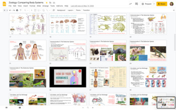 Preview of Zoology: Comparing Body Systems Google Slides / Notes / Presentation