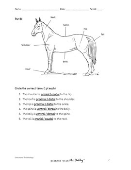 Zoology Directional Terminology Practice Worksheet by Science with Mrs ...