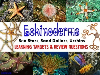 Preview of Zoology – Echinoderm Learning Targets and Review Questions