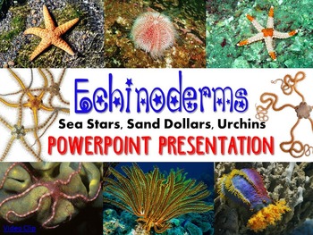 Preview of Zoology Echinoderm PowerPoint Presentation (sea stars, sand dollars, urchins)