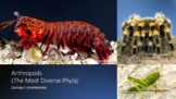 Zoology I (Invertebrates) Arthropods Complete Lesson Bundle