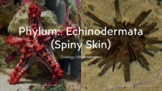 Zoology I (Invertebrates) Echinodermata Complete Lesson Bundle