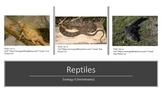 Zoology II (Vertebrate: Phylum Chordate) Reptile Complete 