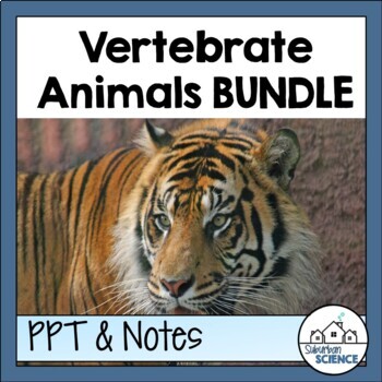 Preview of Zoology Lessons- Vertebrate Animals PowerPoint and Graphic Organizers