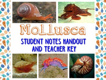 Preview of Zoology – Mollusk Student Notes Handout and Teacher Key
