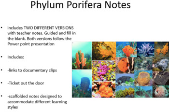 Preview of Bundle: Notes Phylum Porifera