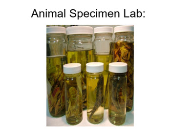 Preview of Zoology Specimen Lab sheet 1 (see bundle)