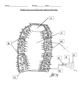 Porifera Activity Sheets Worksheets Teachers Pay Teachers