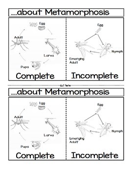 complete metamorphosis
