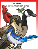 North American birds 22 clip art