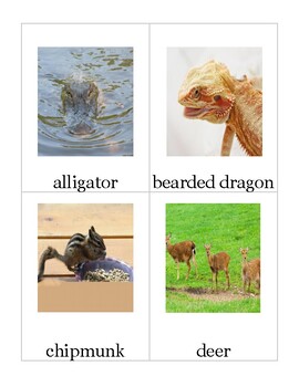 Preview of animal abc vocabulary cards