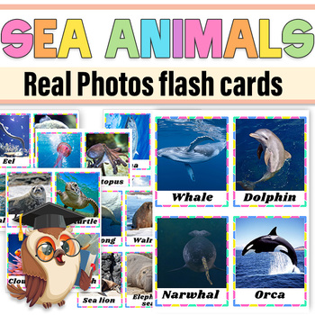Preview of Sea Animals Real Photos Flash cards|Sea Animals Real Picture Posters Vocabulary