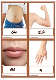 arabic body parts flashcards بطاقات اجزاء الجسم باللغة العربية