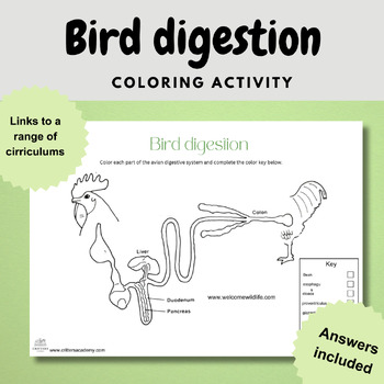Preview of bird avian digestion anatomy coloring labelling biology diagram worksheet