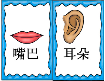 Mandarin Chinese body parts flashcards classroom use size 1 (身体部位词卡1）