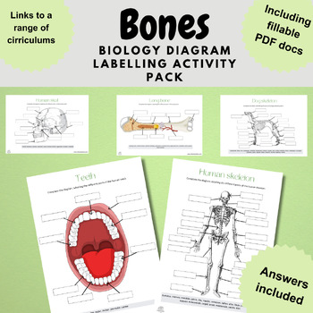 Preview of bones biology diagram labelling activities skeletal system digital and printable