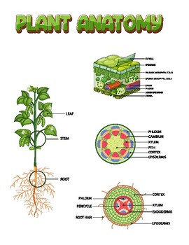 Preview of internal structure of plant diagram - posters -Ready to print