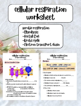 Preview of cellular respiration worksheet