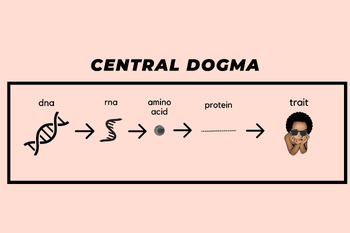 Preview of central dogma poster