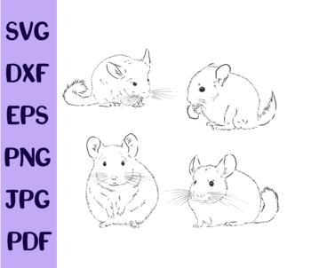 Chinchilla dog sketch style old hand drawn Vector Image