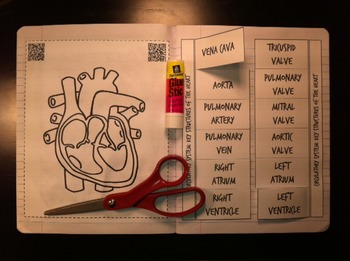 Preview of circulatory body system heart coloring foldable interactive notebook QR jr high