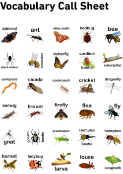 crawling critters (insects) bingo 5x5 (5 pages + call sheet) by ...
