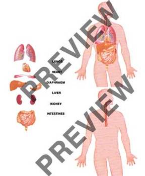 Preview of cut and paste - HUMAN BODY - heart, lungs, liver, diaphragm, kidney, intestines