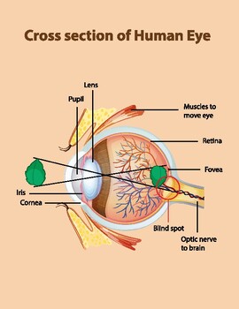 Preview of diagram showing cross section of human eye - letter size - ready to print