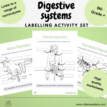 Preview of digestive system labelling activities bundle ruminant human avian