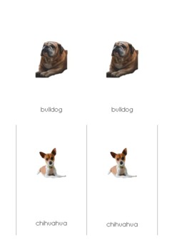 Preview of dog breeds three part cards