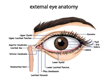 Preview of external eye anatomy - letter size - ready to print