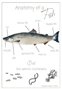 Preview of fish activity and poster