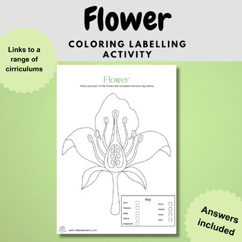 Preview of flower anatomy coloring labelling biology diagram worksheet activity