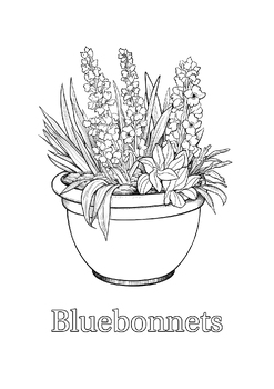 bluebonnet coloring page